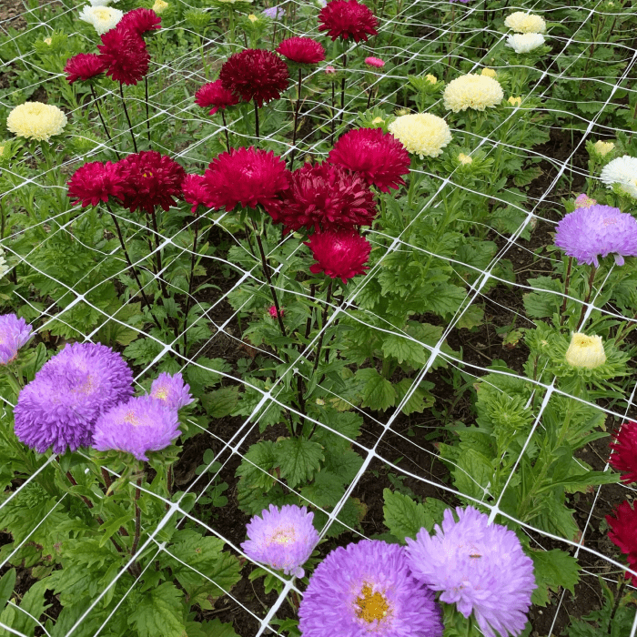 Ягодное поле в солнечный день — заглушка