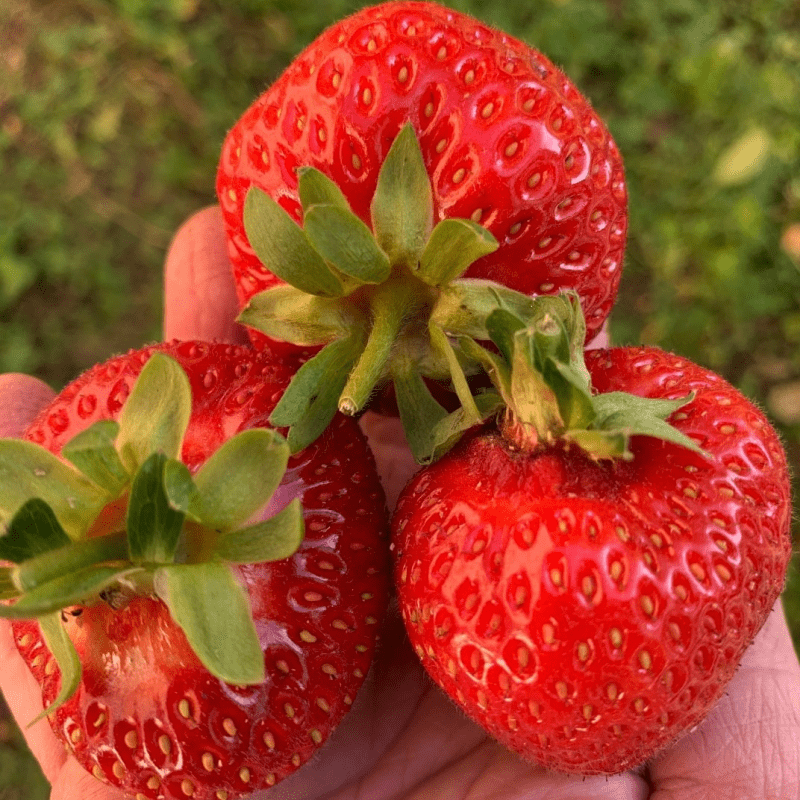 Клубника — фото 1