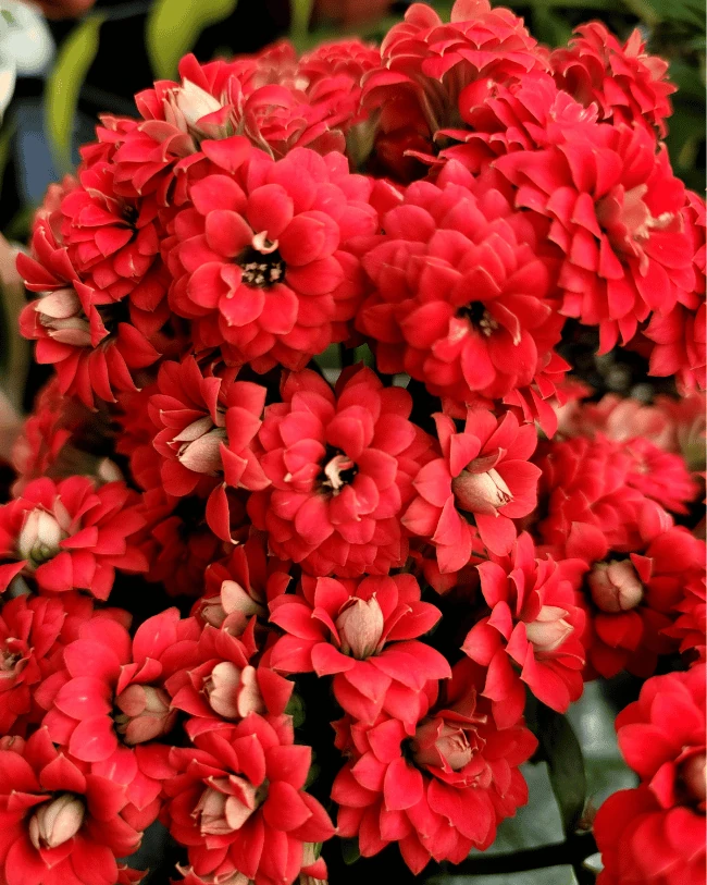 Каланхоэ махровая