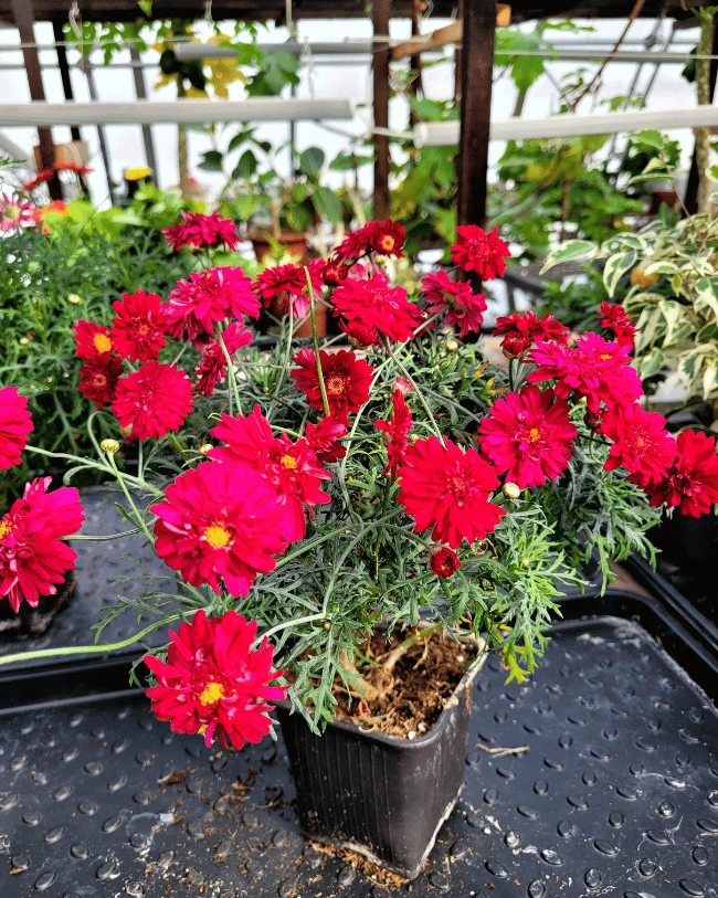 Аргирантерум