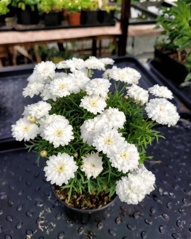 Аргирантемум