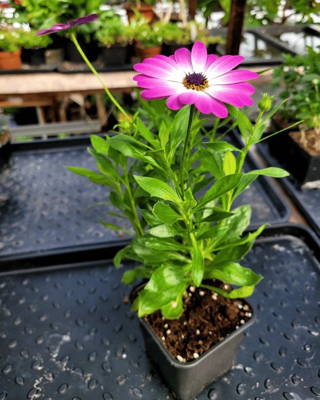 Остеоспермум