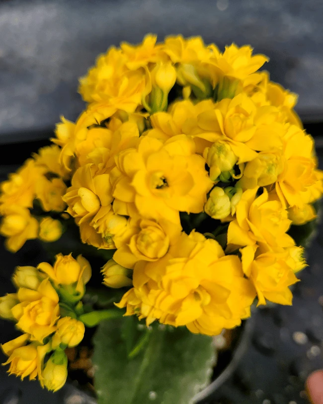 Каланхоэ махровая