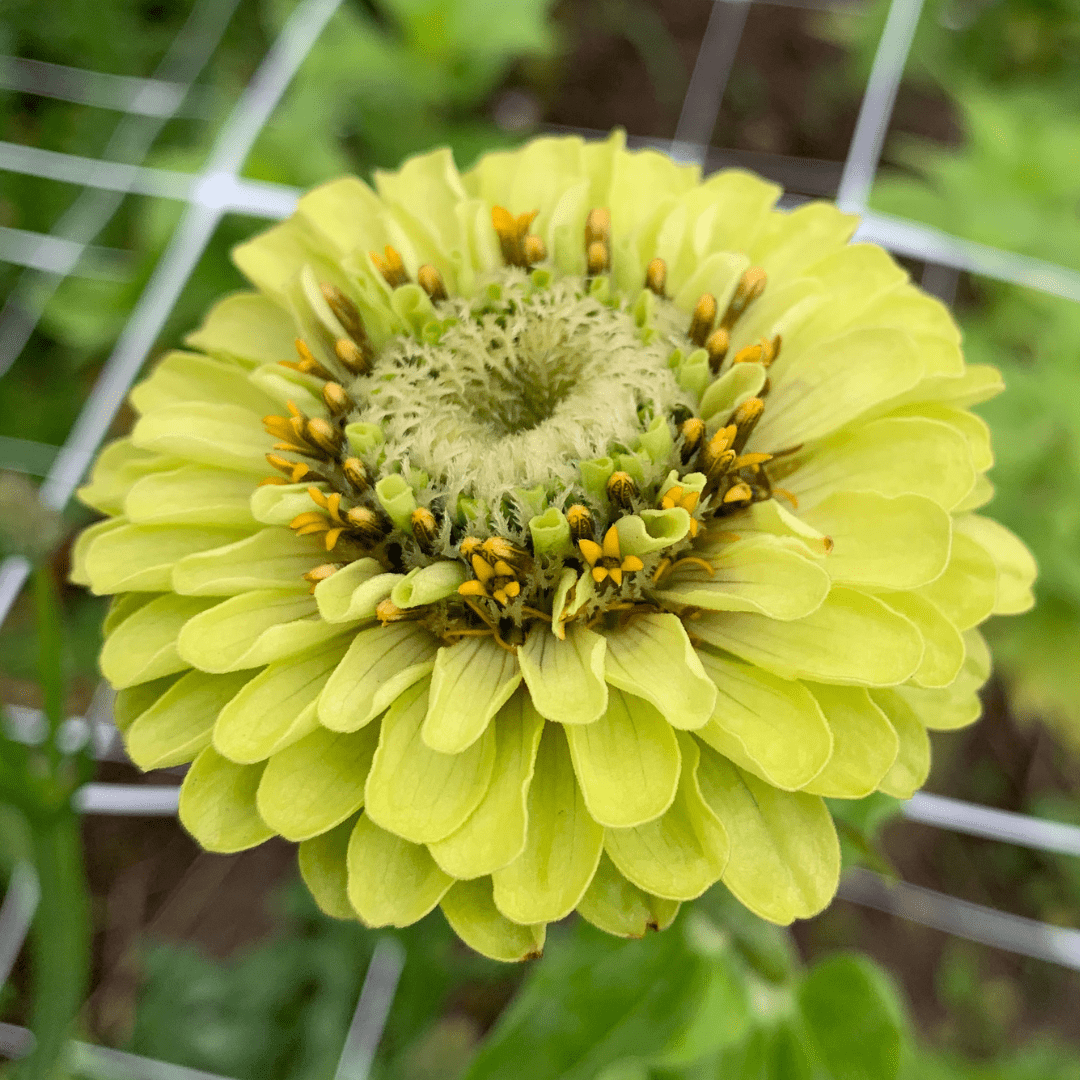 Саженцы, рассада и растения «Ягодное Поле»