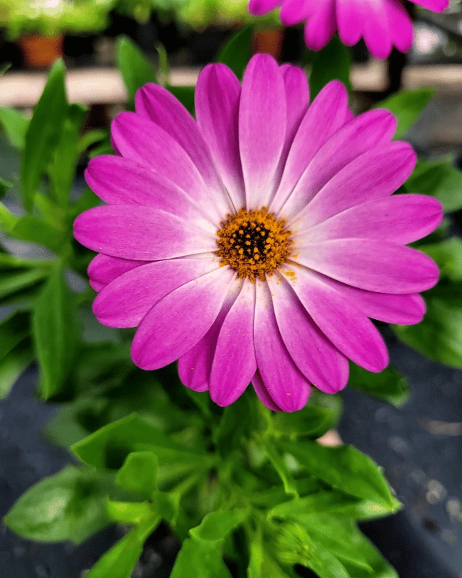 Остеоспермум