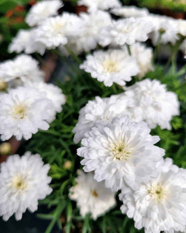 Аргирантемум