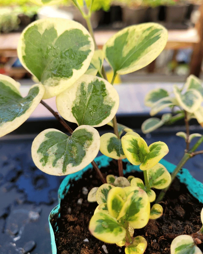 Пеперомия вариегатная