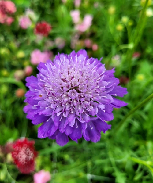 Скабиоза
