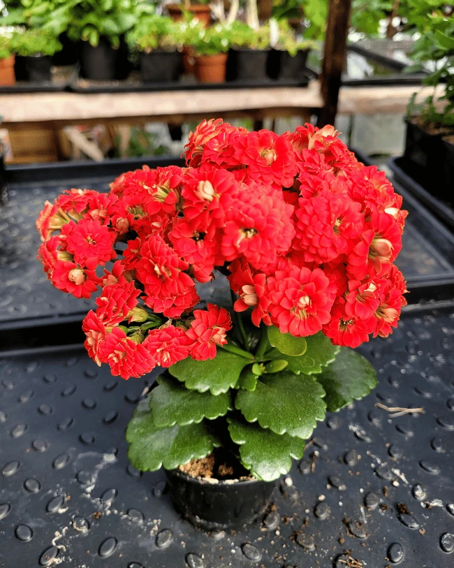 Каланхоэ махровая