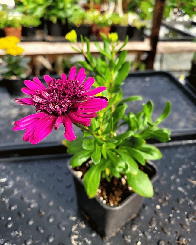 Остеоспермум #2