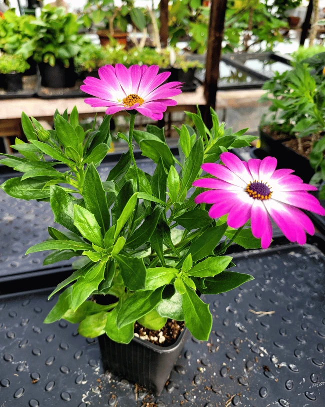 Остеоспермум